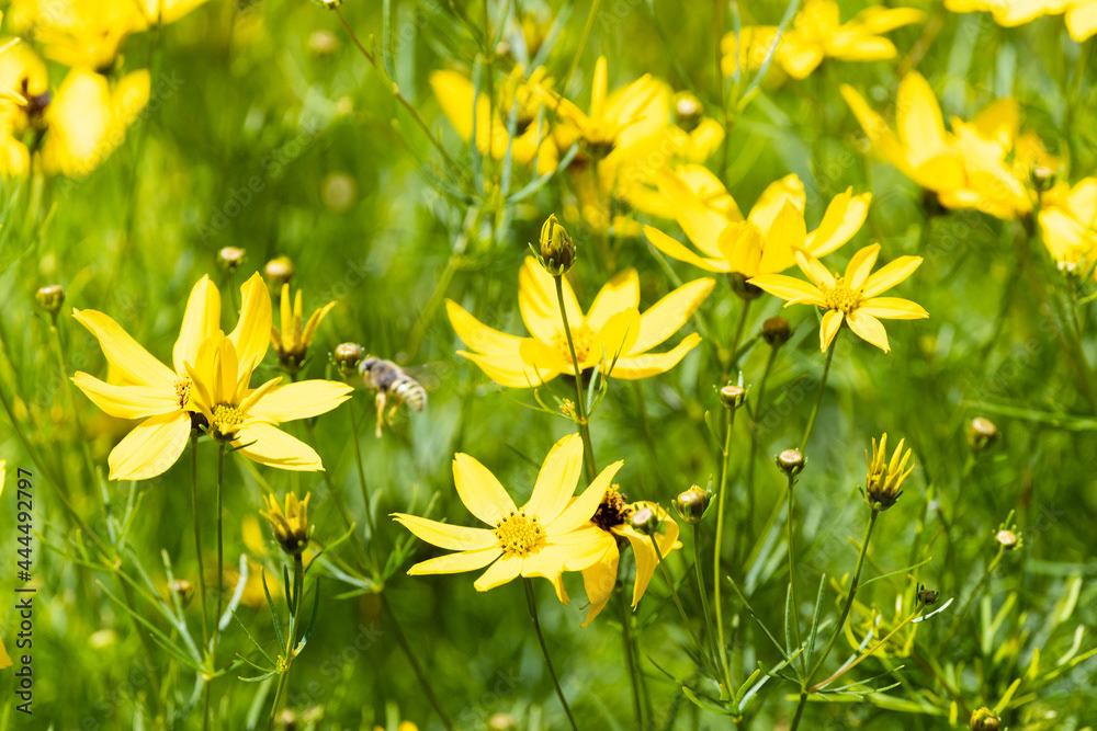 Photo by Lea Tyrrell | Available via Adobe Stock Images