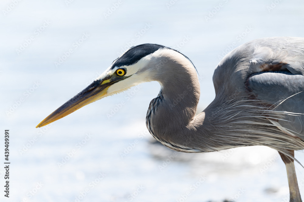 Photo by Lea Tyrrell | Available via Adobe Stock Images