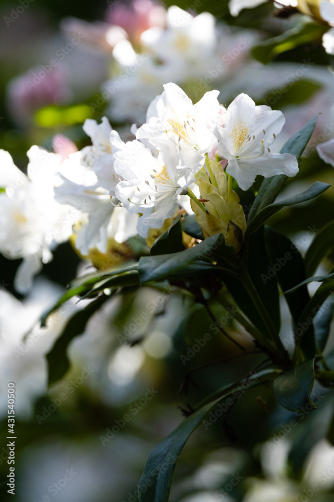 Photo by Lea Tyrrell | Available via Adobe Stock Images