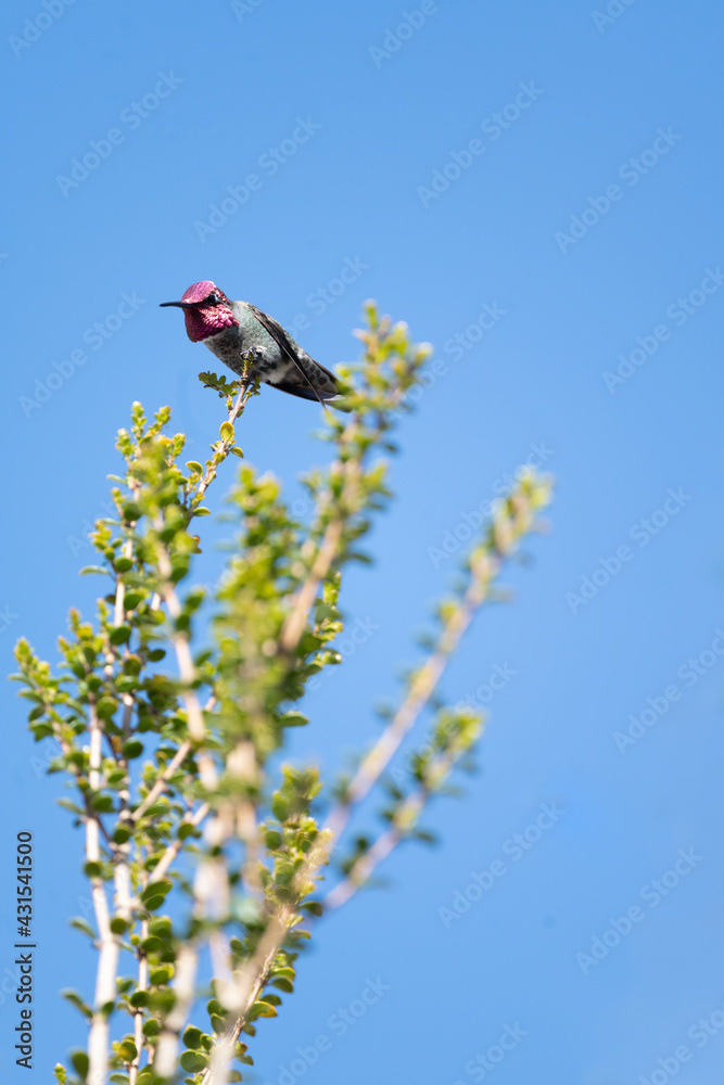 Photo by Lea Tyrrell | Available via Adobe Stock Images