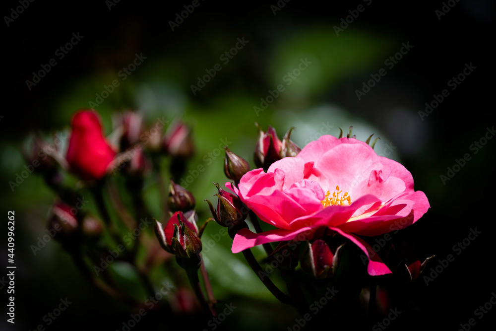 Photo by Lea Tyrrell | Available via Adobe Stock Images