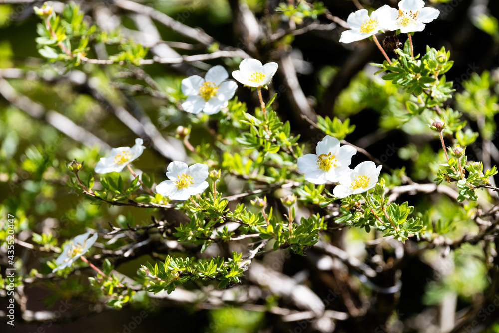 Photo by Lea Tyrrell | Available via Adobe Stock Images