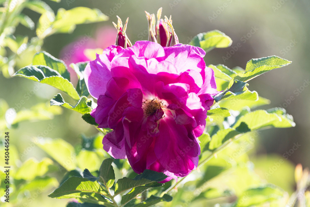 Photo by Lea Tyrrell | Available via Adobe Stock Images