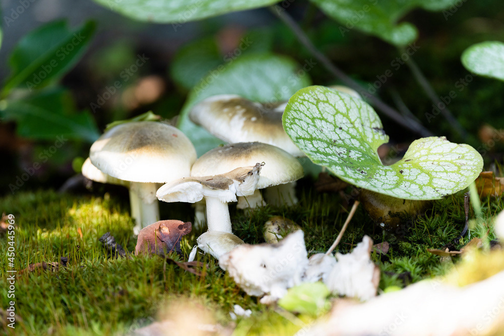 Photo by Lea Tyrrell | Available via Adobe Stock Images