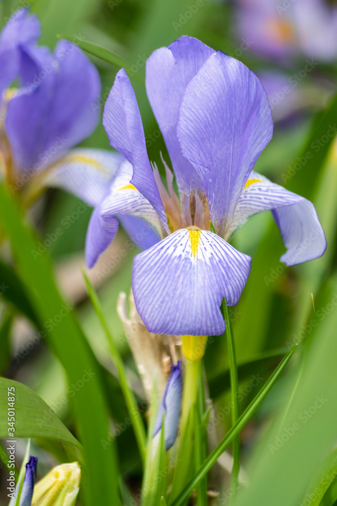 Photo by Lea Tyrrell | Available via Adobe Stock Images