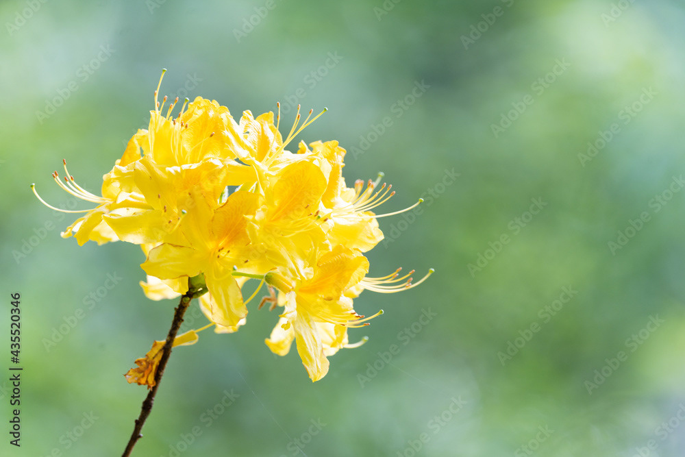 Photo by Lea Tyrrell | Available via Adobe Stock Images