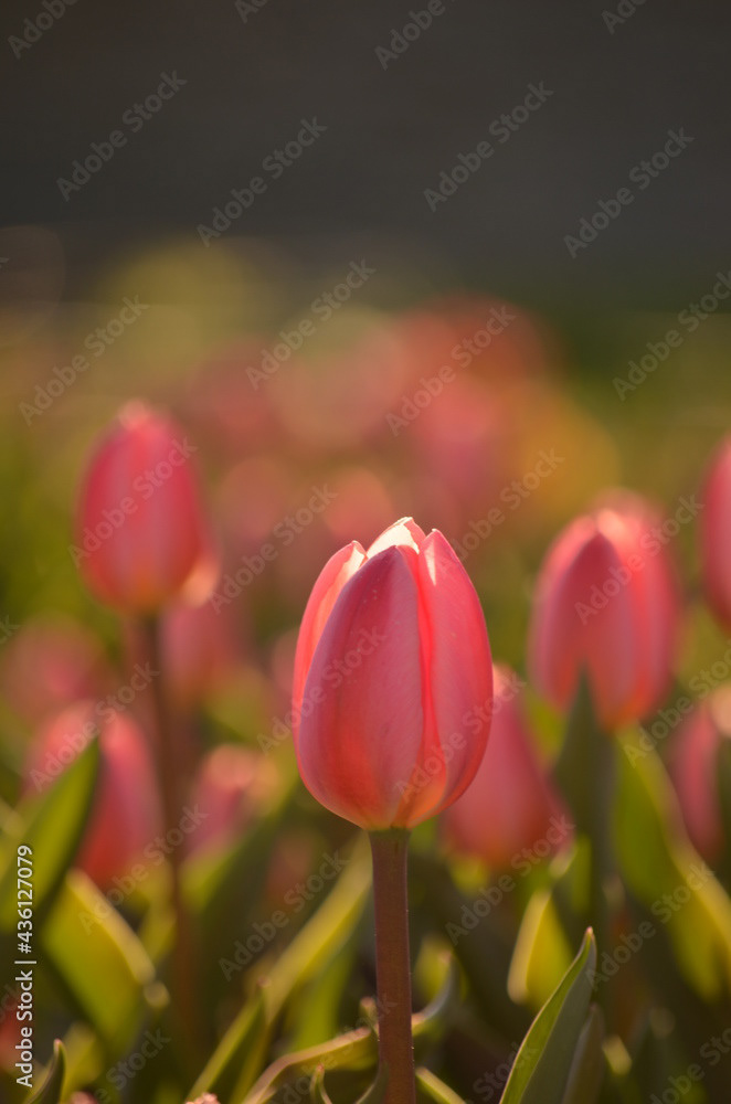 Photo by Lea Tyrrell | Available via Adobe Stock Images
