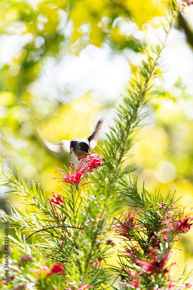 Photo by Lea Tyrrell | Available via Adobe Stock Images