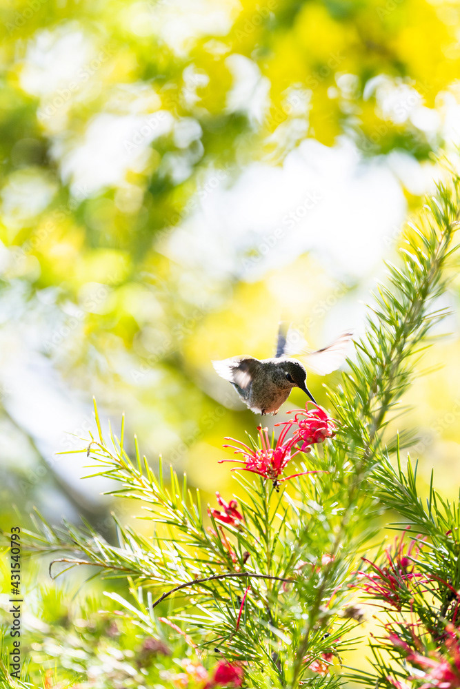 Photo by Lea Tyrrell | Available via Adobe Stock Images