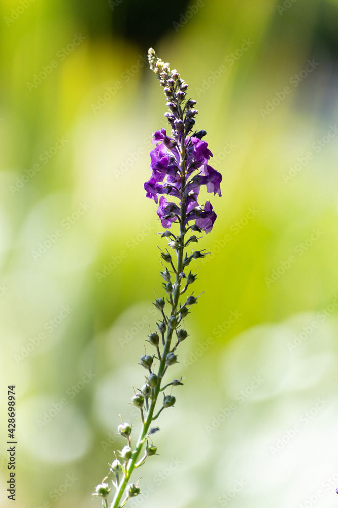 Photo by Lea Tyrrell | Available via Adobe Stock Images