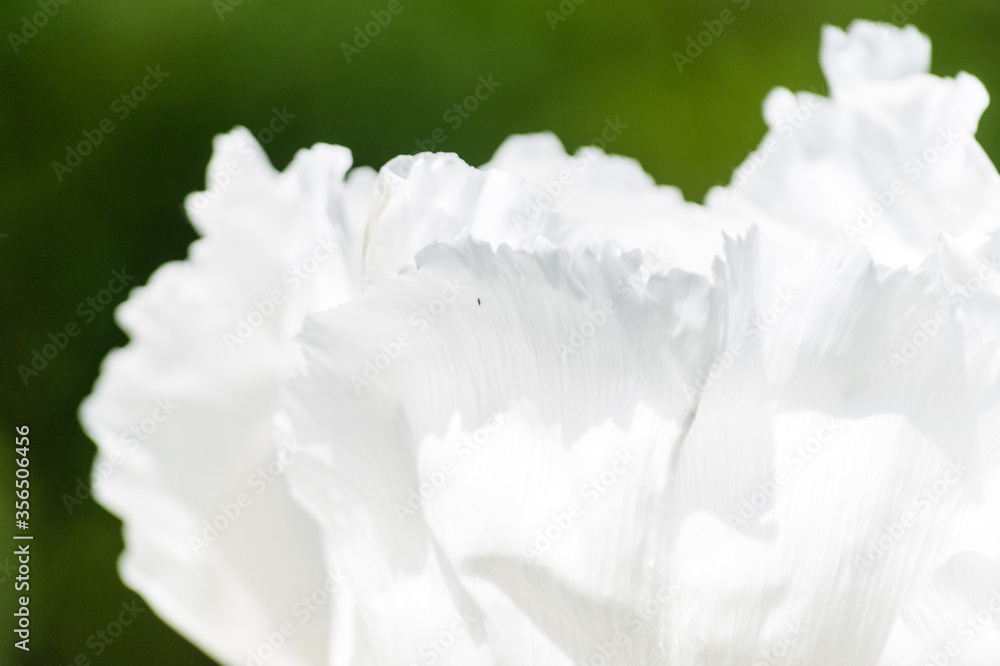 Photo by Lea Tyrrell | Available via Adobe Stock Images
