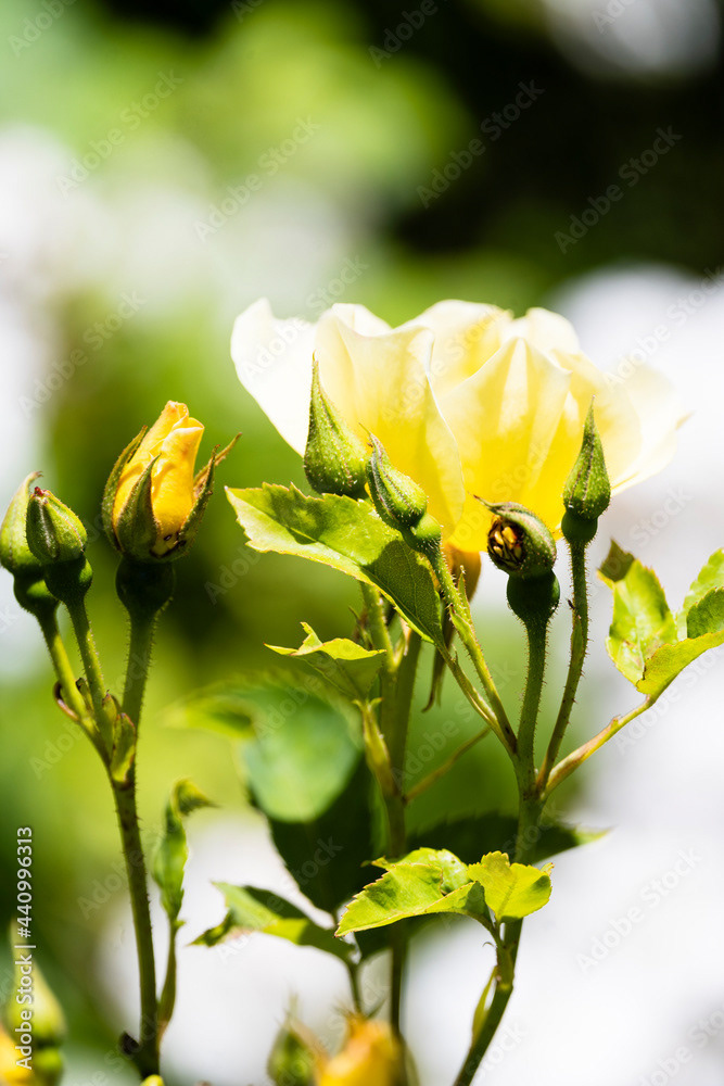 Photo by Lea Tyrrell | Available via Adobe Stock Images