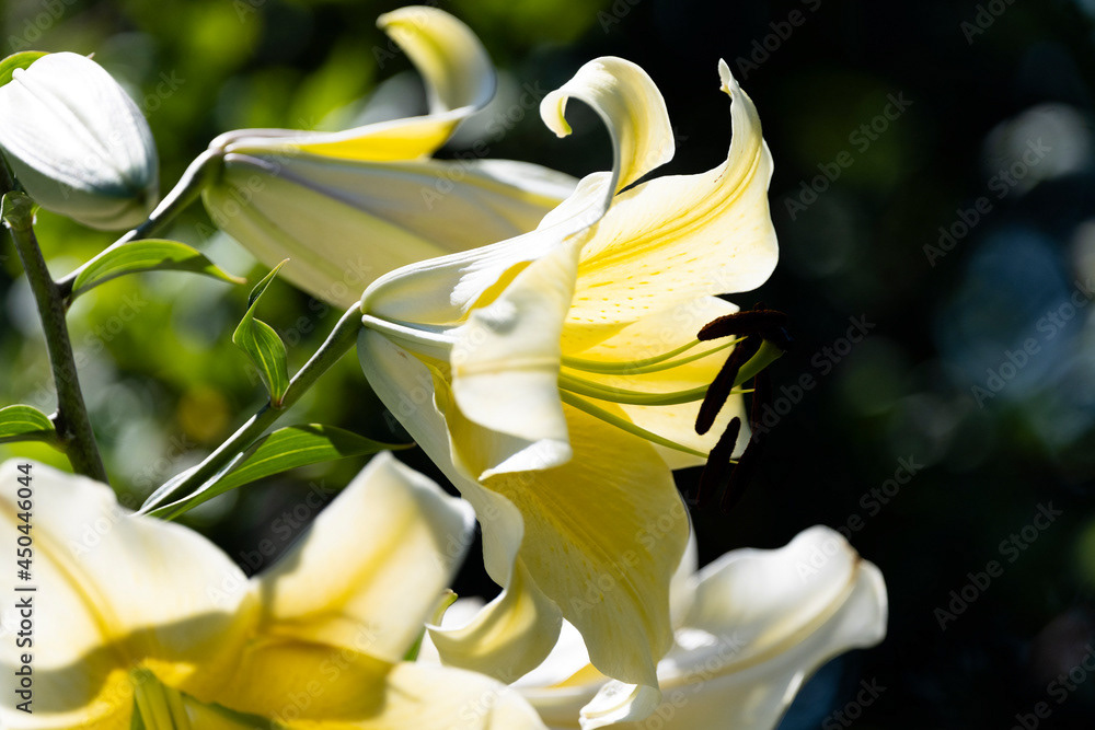 Photo by Lea Tyrrell | Available via Adobe Stock Images