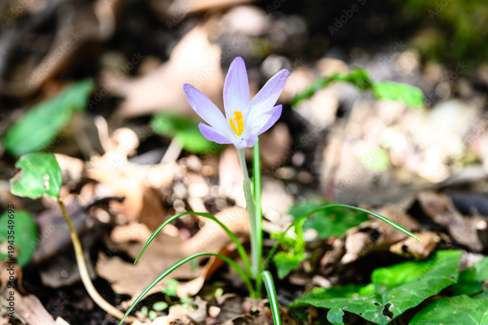 Photo by Lea Tyrrell | Available via Adobe Stock Images