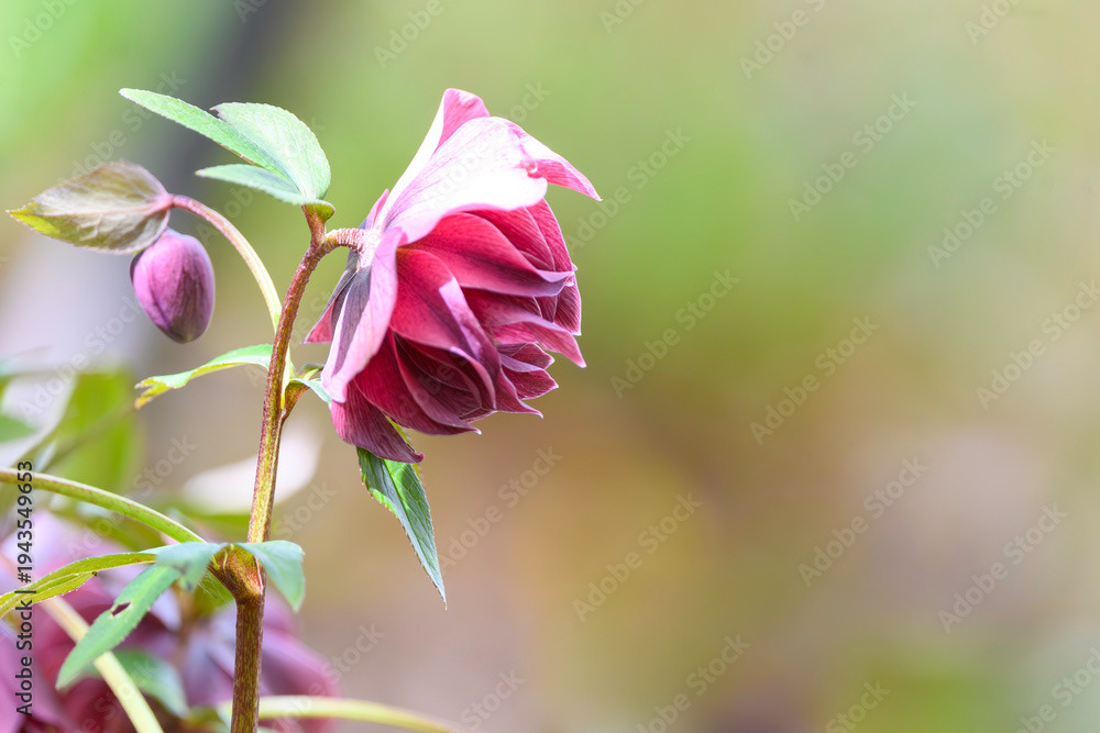 Photo by Lea Tyrrell | Available via Adobe Stock Images