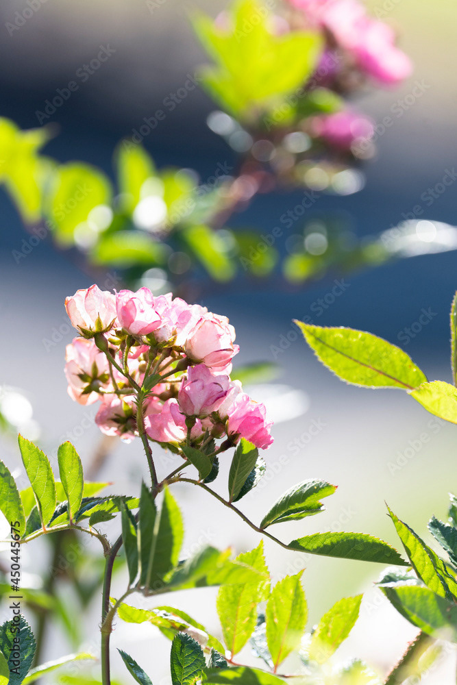 Photo by Lea Tyrrell | Available via Adobe Stock Images