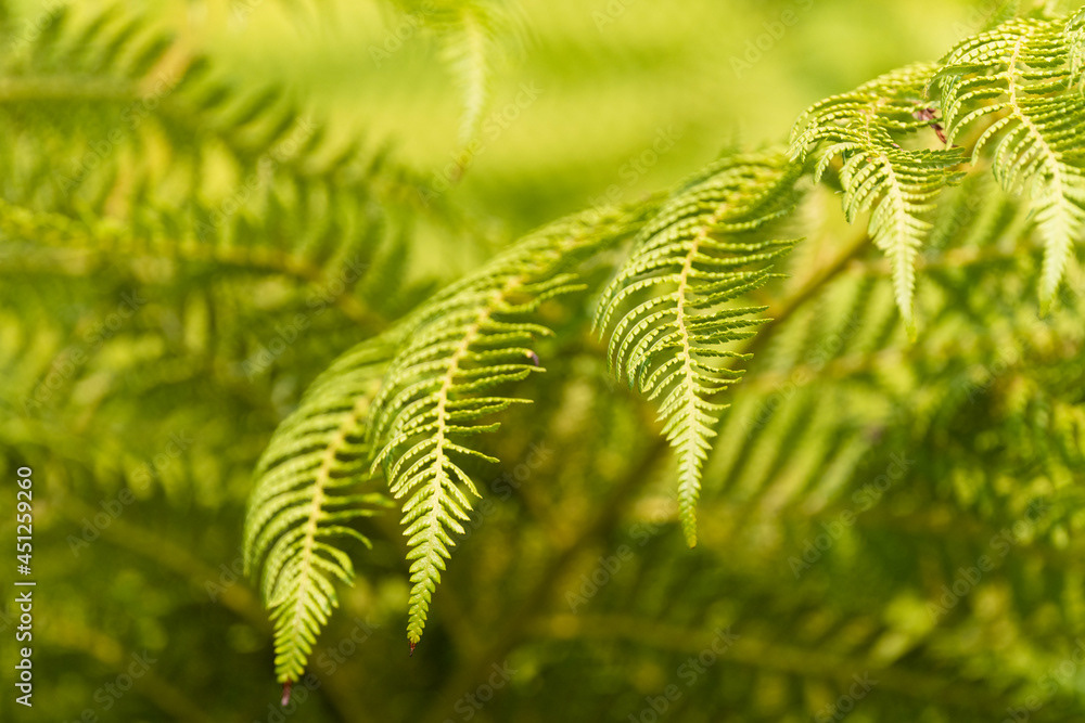 Photo by Lea Tyrrell | Available via Adobe Stock Images