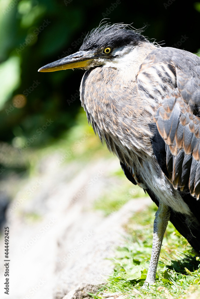 Photo by Lea Tyrrell | Available via Adobe Stock Images
