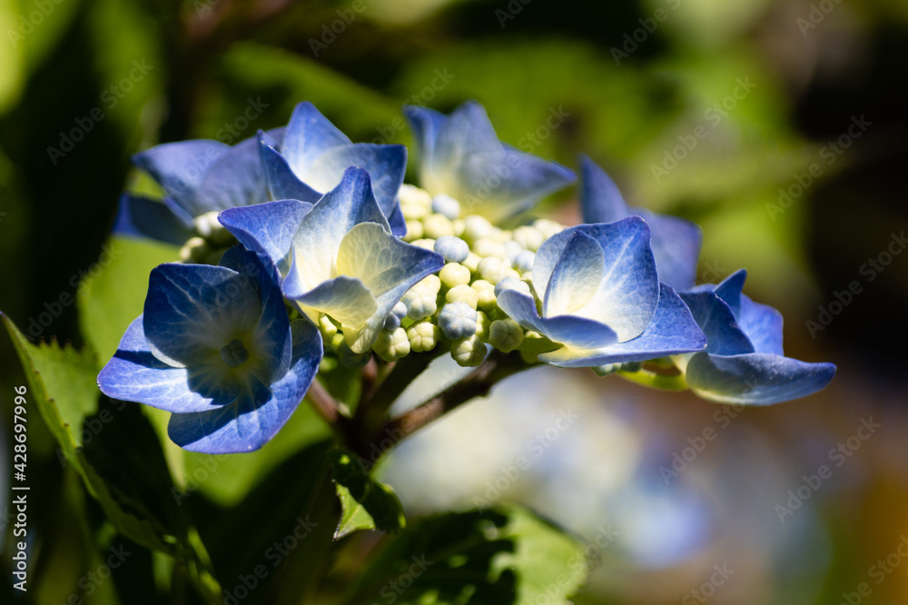 Photo by Lea Tyrrell | Available via Adobe Stock Images