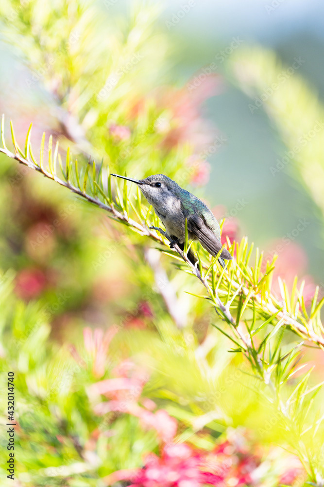 Photo by Lea Tyrrell | Available via Adobe Stock Images
