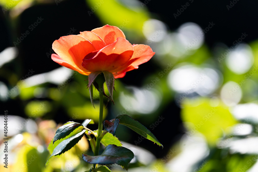 Photo by Lea Tyrrell | Available via Adobe Stock Images