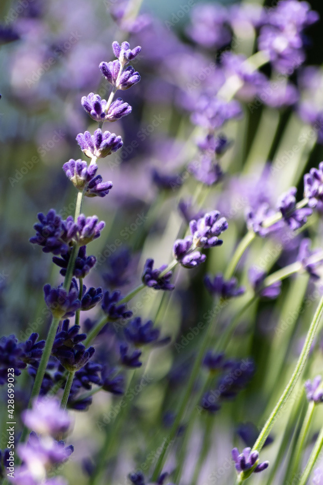 Photo by Lea Tyrrell | Available via Adobe Stock Images