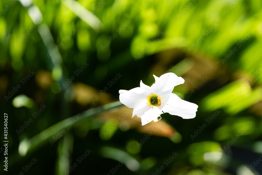 Photo by Lea Tyrrell | Available via Adobe Stock Images