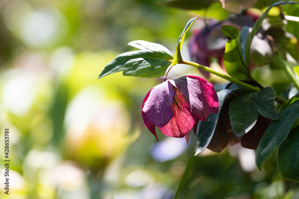 Photo by Lea Tyrrell | Available via Adobe Stock Images