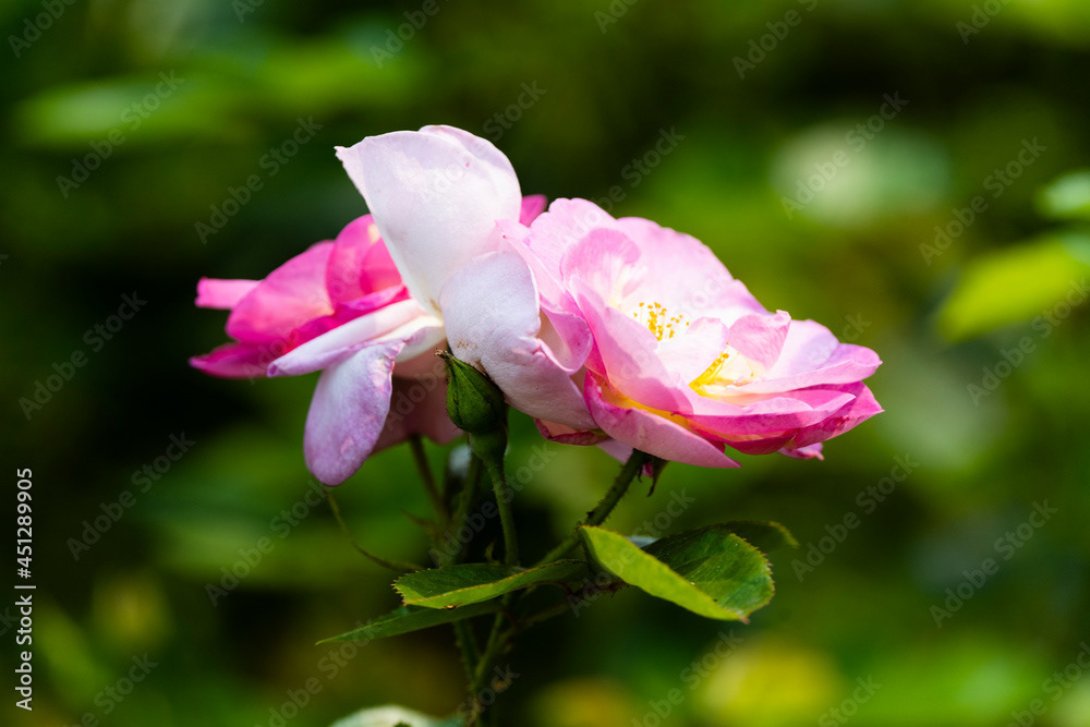 Photo by Lea Tyrrell | Available via Adobe Stock Images