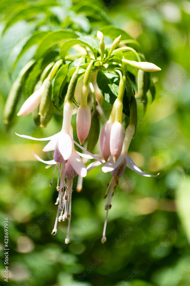 Photo by Lea Tyrrell | Available via Adobe Stock Images