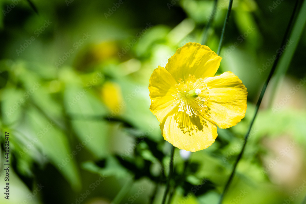 Photo by Lea Tyrrell | Available via Adobe Stock Images