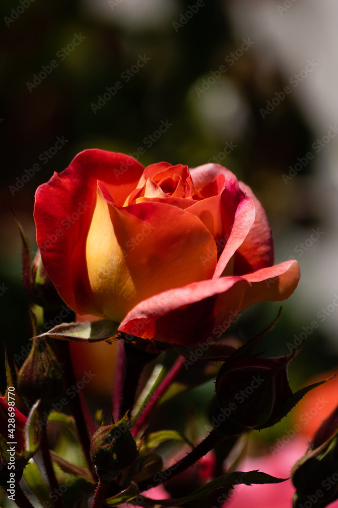 Photo by Lea Tyrrell | Available via Adobe Stock Images