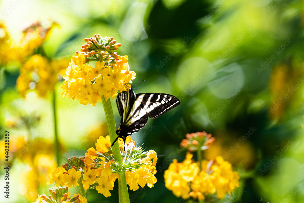 Photo by Lea Tyrrell | Available via Adobe Stock Images