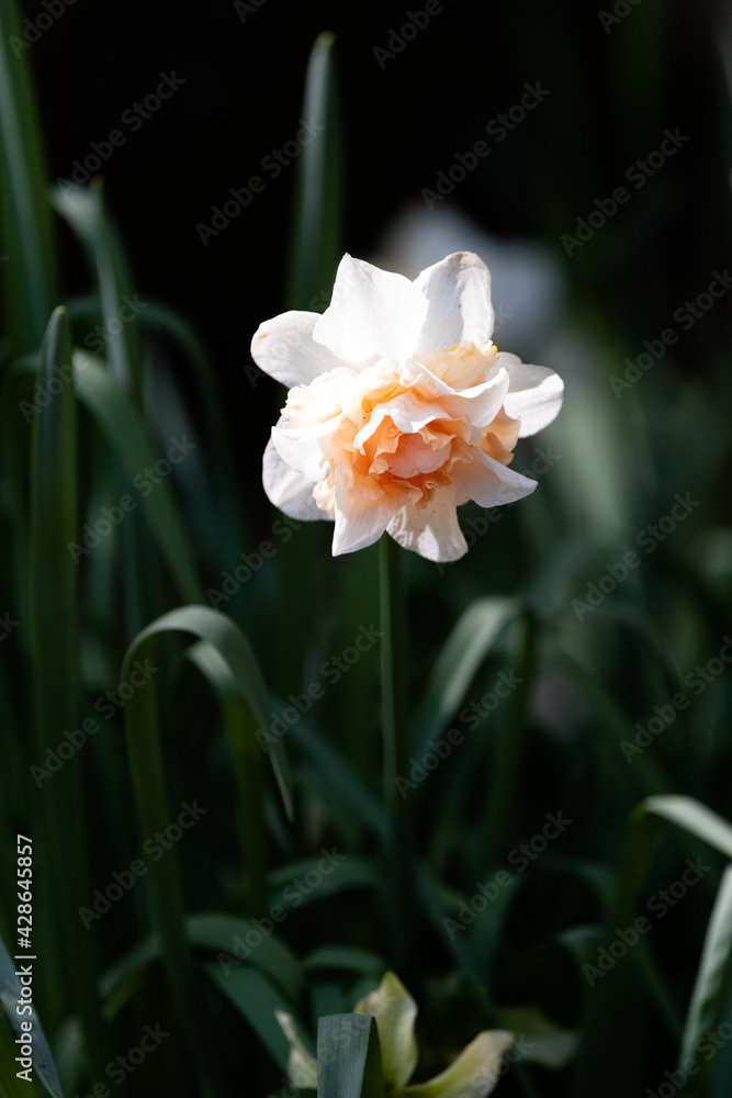 Photo by Lea Tyrrell | Available via Adobe Stock Images
