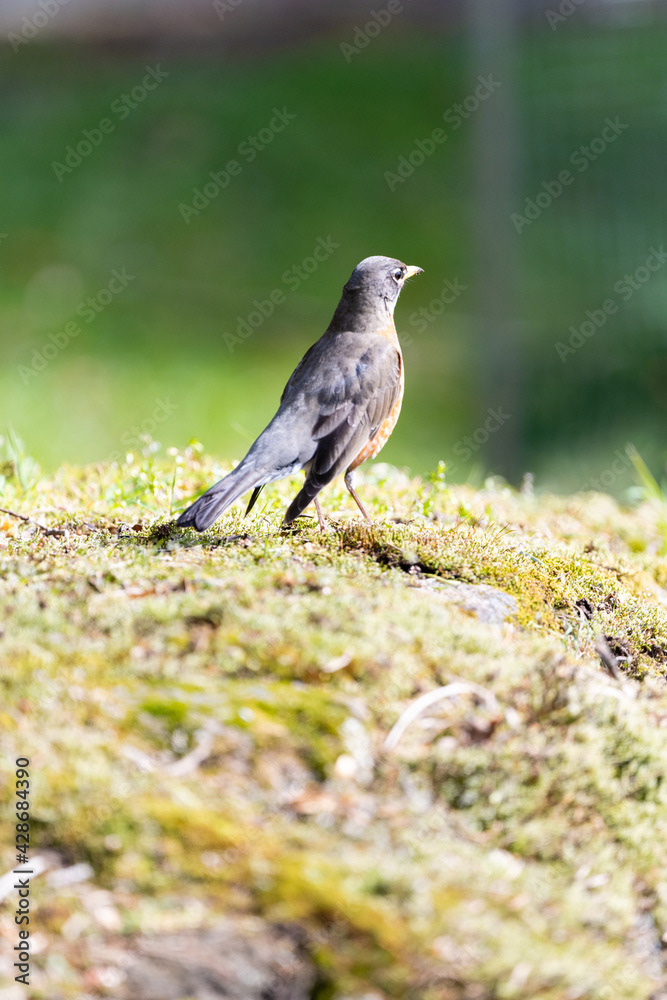 Photo by Lea Tyrrell | Available via Adobe Stock Images