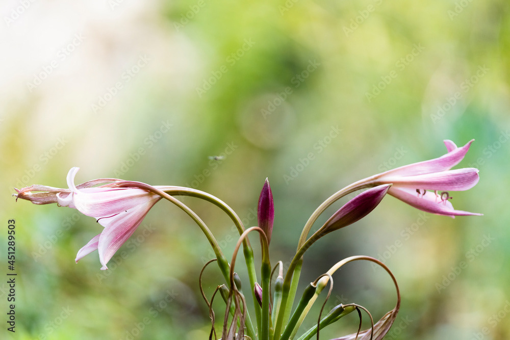 Photo by Lea Tyrrell | Available via Adobe Stock Images