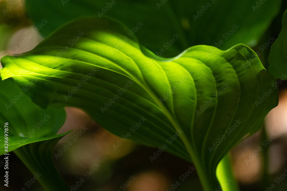 Photo by Lea Tyrrell | Available via Adobe Stock Images