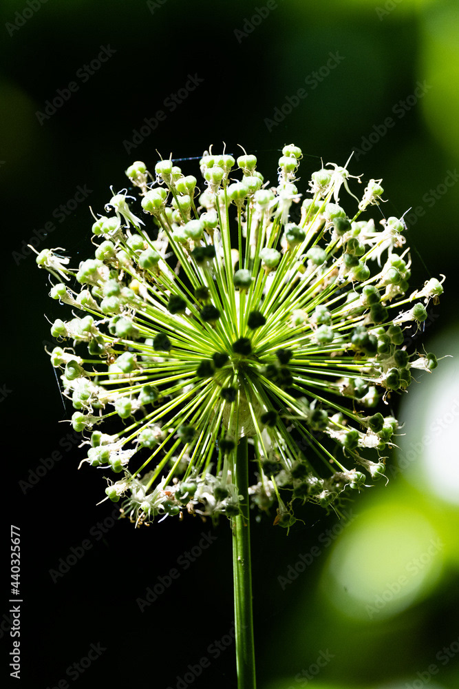 Photo by Lea Tyrrell | Available via Adobe Stock Images