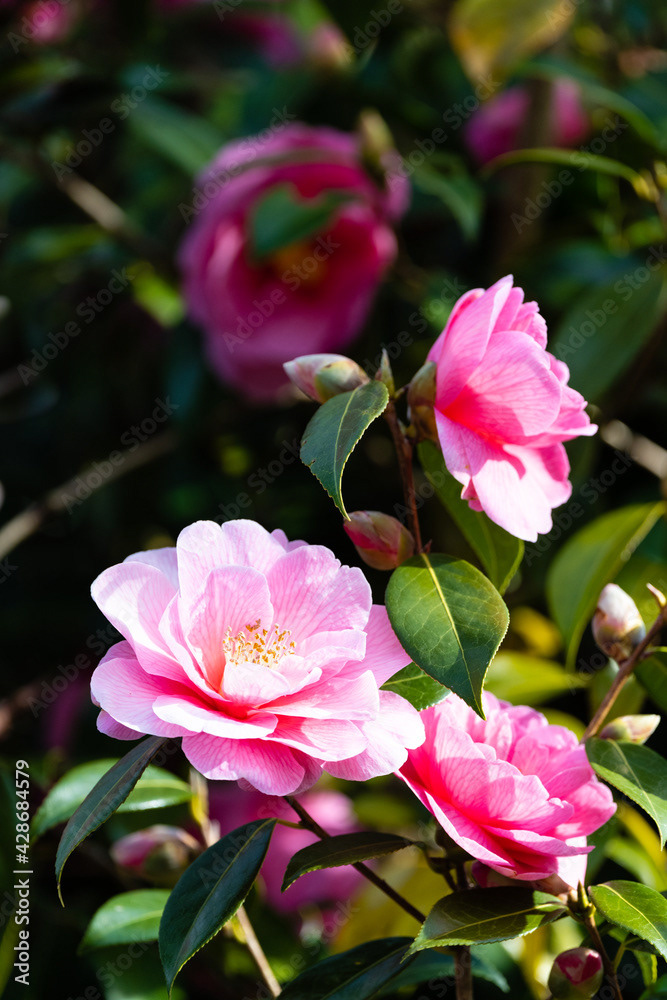 Photo by Lea Tyrrell | Available via Adobe Stock Images