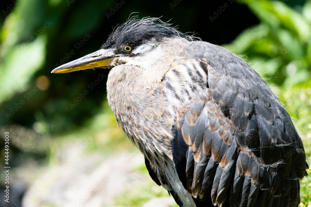 Photo by Lea Tyrrell | Available via Adobe Stock Images