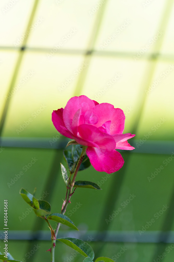 Photo by Lea Tyrrell | Available via Adobe Stock Images
