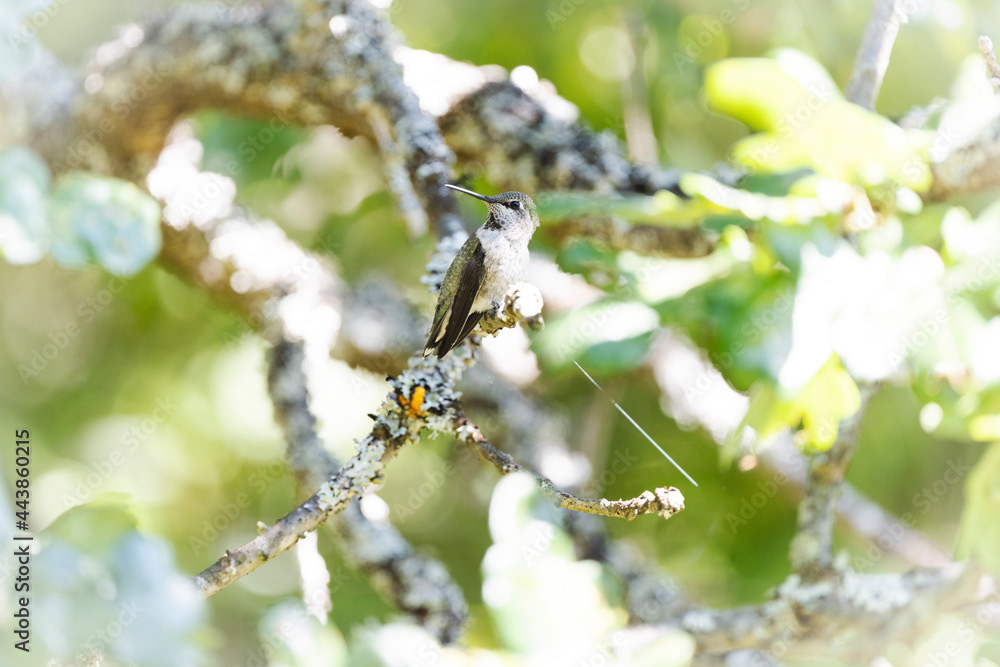 Photo by Lea Tyrrell | Available via Adobe Stock Images