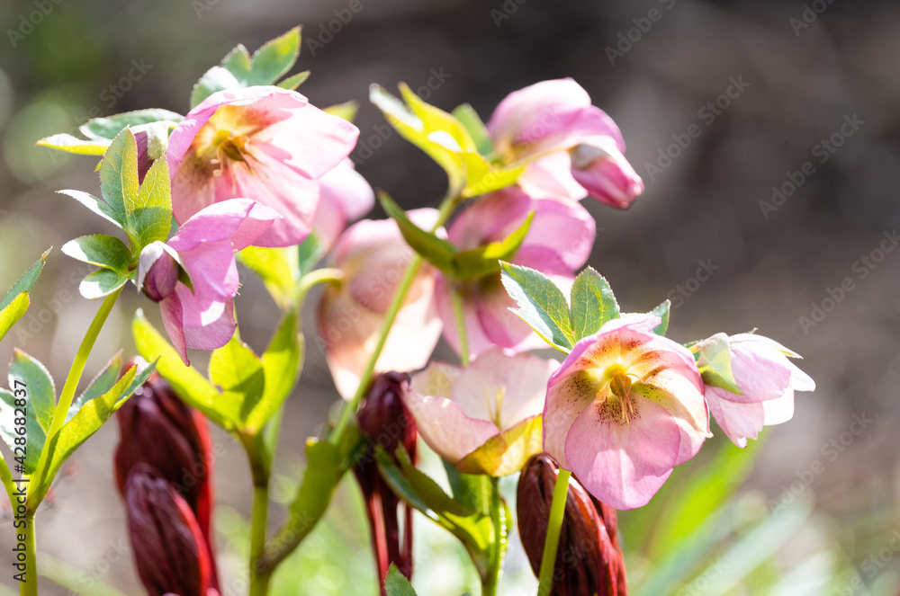 Photo by Lea Tyrrell | Available via Adobe Stock Images