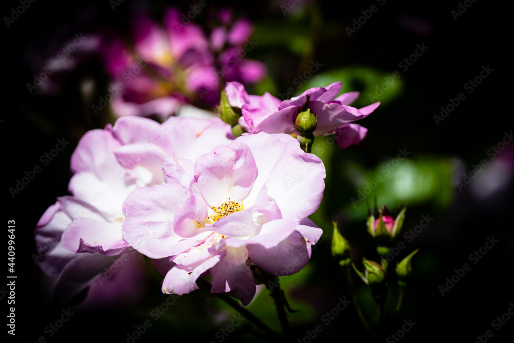 Photo by Lea Tyrrell | Available via Adobe Stock Images