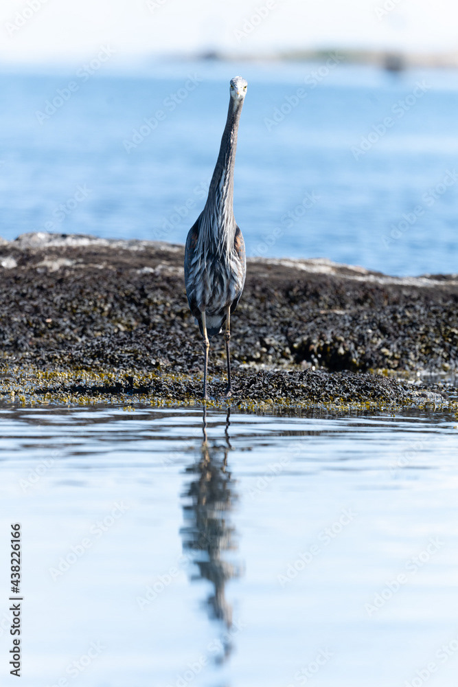 Photo by Lea Tyrrell | Available via Adobe Stock Images