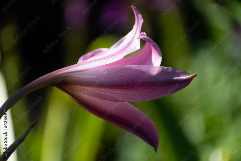 Photo by Lea Tyrrell | Available via Adobe Stock Images