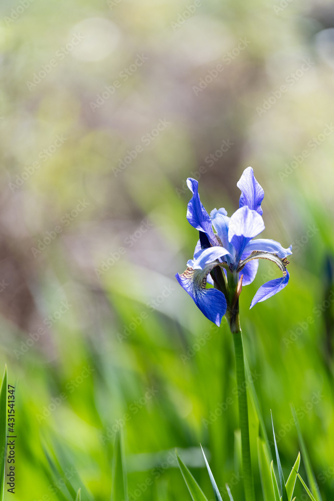 Photo by Lea Tyrrell | Available via Adobe Stock Images