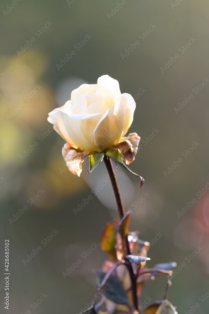 Photo by Lea Tyrrell | Available via Adobe Stock Images