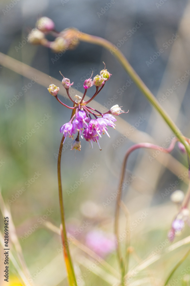 Photo by Lea Tyrrell | Available via Adobe Stock Images