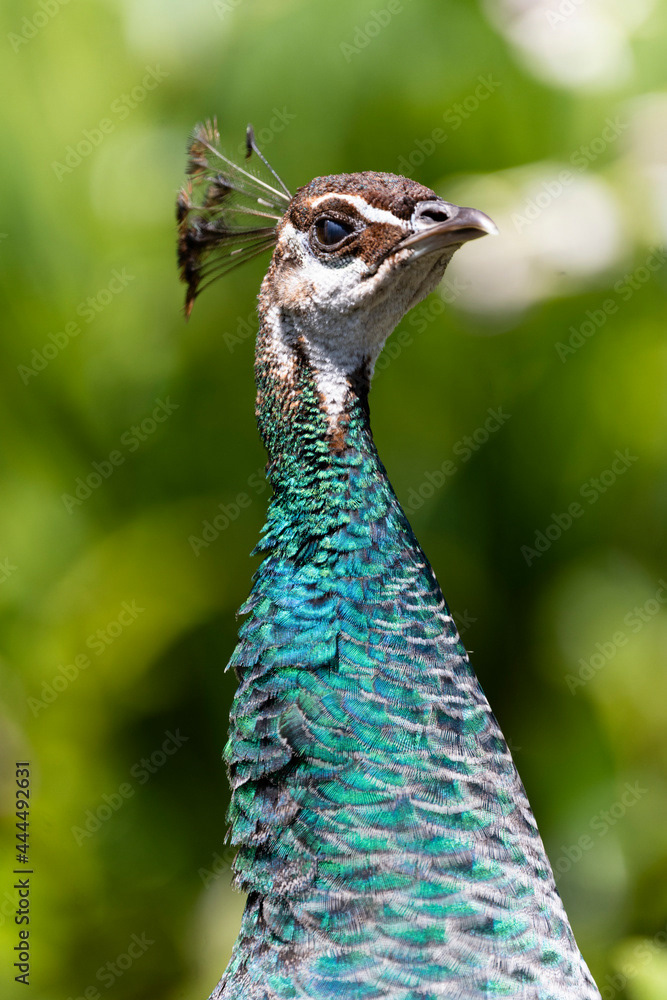 Photo by Lea Tyrrell | Available via Adobe Stock Images